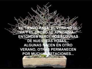 EL TIEMPO PASA, EL VERANO SE VA Y EL OTOÑO SE APROXIMA... ENTONCES PERDEMOS ALGUNAS DE NUESTRAS HOJAS... ALGUNAS NACEN EN OTRO VERANO, OTRAS PERMANECEN POR MUCHAS ESTACIONES... 
