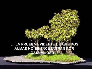 …  L A PRUEBA EVIDENTE DE QUE DOS ALMAS NO SE ENCUENTRAN POR CASUALIDAD!!! 