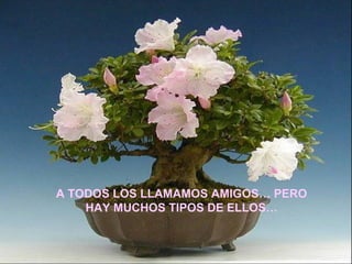 A TODOS LOS LLAMAMOS AMIGOS… PERO HAY MUCHOS TIPOS DE ELLOS… 