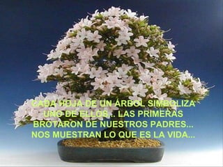 CADA HOJA DE UN ÁRBOL SIMBOLIZA UNO DE ELLOS... LAS PRIMERAS BROTARON DE NUESTROS PADRES... NOS MUESTRAN LO QUE ES LA VIDA... 