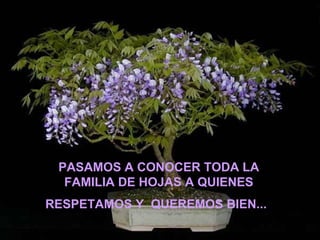 PASAMOS A CONOCER TODA LA FAMILIA DE HOJAS A QUIENES RESPETAMOS Y  QUEREMOS BIEN...   