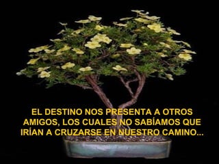 EL DESTINO NOS PRESENTA A OTROS AMIGOS, LOS CUALES NO SABÍAMOS QUE IRÍAN A CRUZARSE EN NUESTRO CAMINO... 