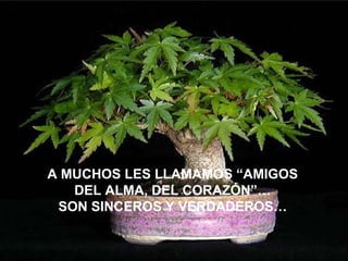 A MUCHOS LES LLAMAMOS “AMIGOS DEL ALMA, DEL CORAZÓN”… SON SINCEROS Y VERDADEROS… 
