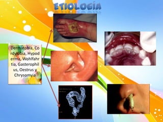 Dermatobia, Co
rdylobia, Hypod
erma, Wohlfahr
tia, Gasterophil
us, Oestrus y
Chrysomyia

 