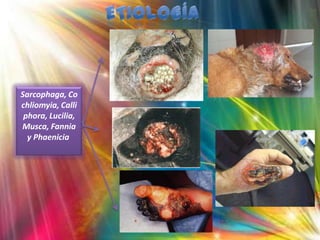 Sarcophaga, Co
chliomyia, Calli
phora, Lucilia,
Musca, Fannia
y Phaenicia

 