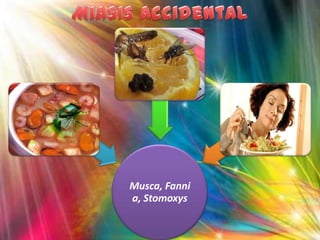 Musca, Fanni
a, Stomoxys

 