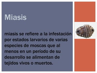 Miasis
miasis se refiere a la infestación
por estados larvarios de varias
especies de moscas que al
menos en un período de su
desarrollo se alimentan de
tejidos vivos o muertos.
 