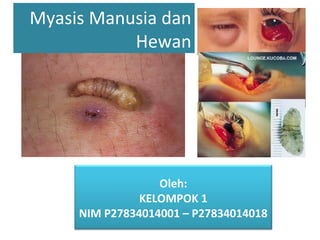 Oleh:
KELOMPOK 1
NIM P27834014001 – P27834014018
Myasis Manusia dan
Hewan
 