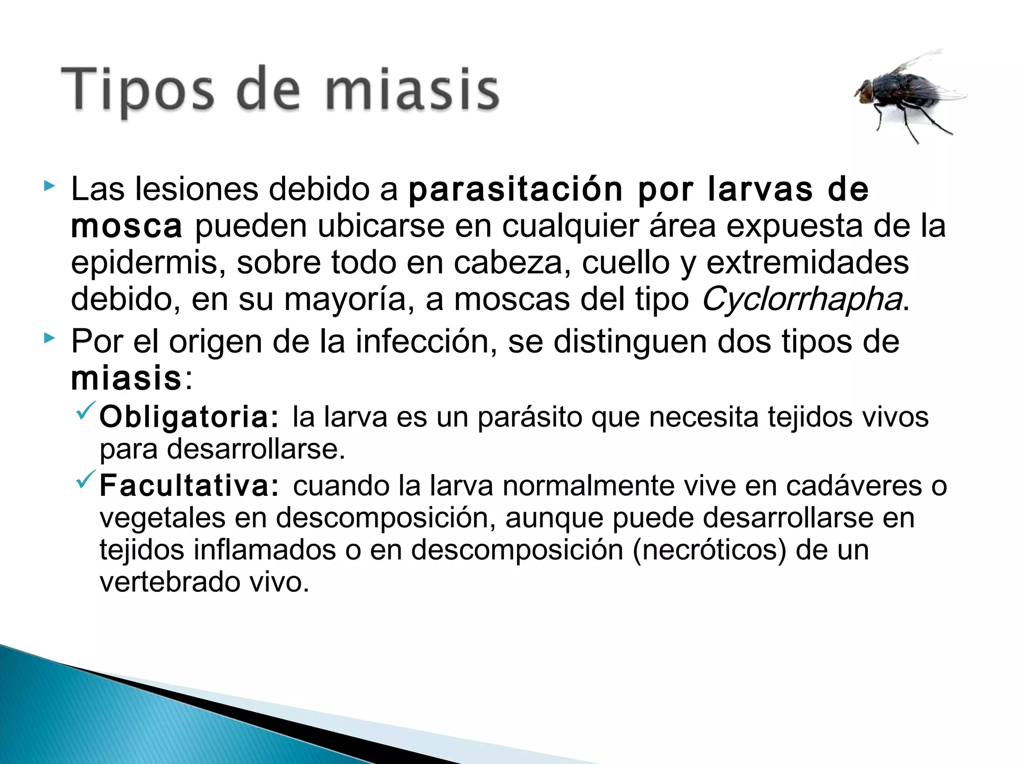 Miasis: enfermedad parasitaria causada por larvas de mosca | PPT