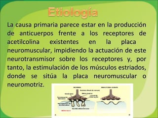 La causa primaria parece estar en la producción de anticuerpos frente a los receptores de acetilcolina existentes en la placa  neuromuscular, impidiendo la actuación de este neurotransmisor sobre los receptores y, por tanto, la estimulación de los músculos estriados, donde se sitúa la placa neuromuscular o neuromotriz. 