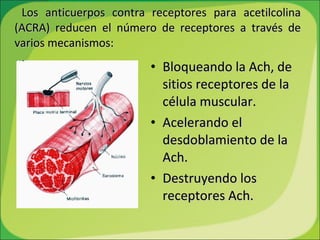 Los anticuerpos contra receptores para acetilcolina (ACRA) reducen el número de receptores a través de varios mecanismos: Bloqueando la Ach, de  sitios receptores de la célula muscular. Acelerando el desdoblamiento de la Ach. Destruyendo los receptores Ach. 