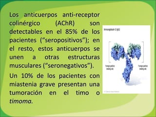 Los anticuerpos anti-receptor colinérgico (AChR) son detectables en el 85% de los pacientes (“seropositivos”); en el resto, estos anticuerpos se unen a otras estructuras musculares (“seronegativos”).  Un 10% de los pacientes con miastenia grave presentan una tumoración en el timo o  timoma. 