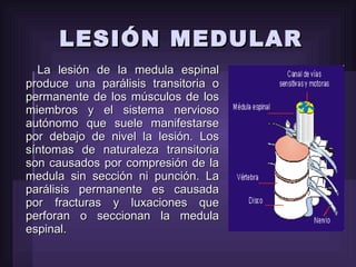 LESIÓN MEDULAR La lesión de la medula espinal produce una parálisis transitoria o permanente de los músculos de los miembros y el sistema nervioso autónomo que suele manifestarse por debajo de nivel la lesión. Los síntomas de naturaleza transitoria son causados por compresión de la medula sin sección ni punción. La parálisis permanente es causada por fracturas y luxaciones que perforan o seccionan la medula espinal. 