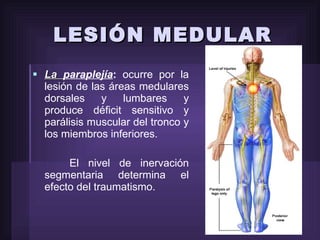 La  paraplejía :  ocurre por la lesión de las áreas medulares dorsales y lumbares y produce déficit sensitivo y parálisis muscular del tronco y los miembros inferiores. El nivel de inervación segmentaria determina el efecto del traumatismo. LESIÓN MEDULAR 