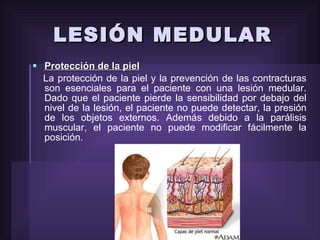 LESIÓN MEDULAR Protección de la piel La protección de la piel y la prevención de las contracturas son esenciales para el paciente con una lesión medular. Dado que el paciente pierde la sensibilidad por debajo del nivel de la lesión, el paciente no puede detectar, la presión de los objetos externos. Además debido a la parálisis muscular, el paciente no puede modificar fácilmente la posición.  