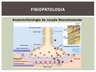 Anatomofisiologia da Junção Neuromuscular
FISIOPATOLOGIA
 