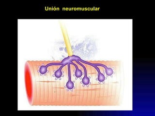 Unión  neuromuscular 