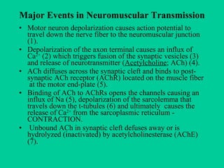 Major Events in Neuromuscular Transmission Motor neuron depolarization causes action potential to travel down the nerve fiber to the neuromuscular junction (1). Depolarization of the axon terminal causes an influx of Ca 2+  (2) which triggers fusion of the synaptic vesicles (3) and release of neurotransmitter ( Acetylcholine ; ACh) (4). ACh diffuses across the synaptic cleft and binds to post-synaptic ACh receptor (AChR) located on the muscle fiber  at the motor end-plate (5). Binding of ACh to AChRs opens the channels causing an influx of Na (5), depolarization of the sarcolemma that travels down the t-tubules (6) and ultimately  causes the release of Ca 2+  from the sarcoplasmic reticulum - CONTRACTION. Unbound ACh in synaptic cleft defuses away or is hydrolyzed (inactivated) by acetylcholinesterase (AChE) (7).   