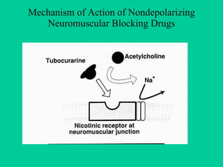 Mechanism of Action of Nondepolarizing Neuromuscular Blocking Drugs 