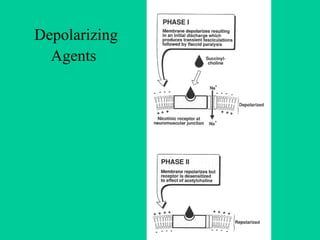 Depolarizing Agents   