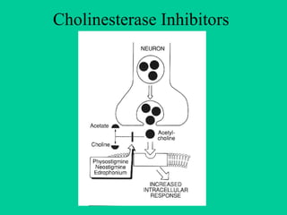 Cholinesterase Inhibitors 