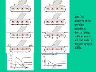 Note: The amplitude of the end plate-potential is directly related to the amount of ACh that binds to the post-synaptic AChRs. 