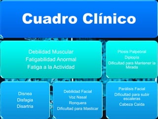 Cuadro Clínico 
Debilidad Muscular 
Fatigabilidad Anormal 
Fatiga a la Actividad 
Disnea 
Disfagia 
Disartria 
Debilidad Facial 
Voz Nasal 
Ronquera 
Dificultad para Masticar 
Ptosis Palpebral 
Diplopía 
Dificultad para Mantener la 
Mirada 
Parálisis Facial 
Dificultad para subir 
escaleras 
Cabeza Caída 
 