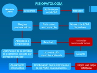 Miastenia 
Gravis 
Anticuerpos 
anti-AChR 
Existencia Reducen 
Número de AChR 
disponibles 
En la unión 
neuromuscular 
Pliegues 
postsinapaticos 
Aplanados o 
simplificados 
Resultado 
Transmisión 
neuromuscular ineficaz 
Durante 
La contracción 
muscular sostenida 
Disminución de la cantidad 
de acetilcolina liberada por 
el impulso nervioso 
Agotamiento 
presinaptico 
Combinación con la disminución 
de los AChR postsinapaticos. 
Origina una fatiga 
patológica 
 