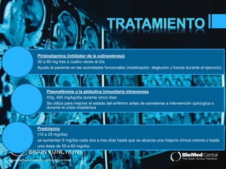 Piridostigmina (Inhibidor de la colinesterasa) 
30 a 60 mg tres a cuatro veces al día 
Ayuda al paciente en las actividades funcionales (masticación, deglución y fuerza durante el ejercicio) 
Plasmaféresis o la globulina inmunitaria intravenosa 
IVIg, 400 mg/kg/día durante cinco días 
Se utiliza para mejorar el estado del enfermo antes de someterse a intervención quirúrgica o 
durante la crisis miasténica 
Prednisona 
(15 a 25 mg/día) 
se aumentan 5 mg/día cada dos a tres días hasta que se alcanza una mejoría clínica notoria o hasta 
una dosis de 50 a 60 mg/día. 
 