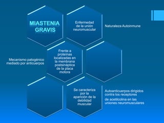 Enfermedad 
de la unión 
neuromuscular 
Naturaleza Autoinmune 
Frente a 
proteínas 
localizadas en 
la membrana 
postsináptica 
de la placa 
motora 
Mecanismo patogénico 
mediado por anticuerpos 
Se caracteriza 
por la 
aparición de la 
debilidad 
muscular 
Autoanticuerpos dirigidos 
contra los receptores 
de acetilcolina en las 
uniones neuromusculares 
 
