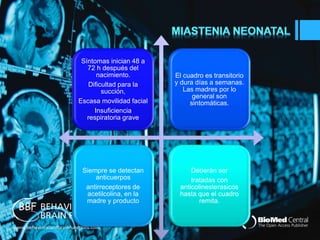 . Síntomas inician 48 a 
72 h después del 
nacimiento. 
Dificultad para la 
succión, 
Escasa movilidad facial 
Insuficiencia 
respiratoria grave 
El cuadro es transitorio 
y dura días a semanas. 
Las madres por lo 
general son 
sintomáticas. 
Siempre se detectan 
anticuerpos 
antirreceptores de 
acetilcolina, en la 
madre y producto 
Deberán ser 
tratadas con 
anticolinesterasicos 
hasta que el cuadro 
remita. 
 