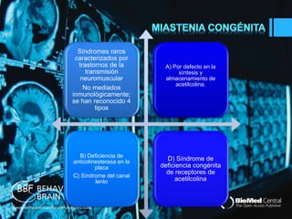Síndromes raros 
caracterizados por 
trastornos de la 
transmisión 
neuromuscular 
No mediados 
inmunológicamente; 
se han reconocido 4 
tipos 
A) Por defecto en la 
síntesis y 
almacenamiento de 
acetilcolina. 
B) Deficiencia de 
anticolinesterasa en la 
placa 
C) Síndrome del canal 
lento 
D) Síndrome de 
deficiencia congénita 
de receptores de 
acetilcolina 
 