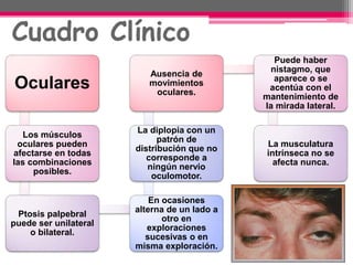 Cuadro Clínico
Oculares
Los músculos
oculares pueden
afectarse en todas
las combinaciones
posibles.
Ptosis palpebral
puede ser unilateral
o bilateral.
En ocasiones
alterna de un lado a
otro en
exploraciones
sucesivas o en
misma exploración.
La diplopia con un
patrón de
distribución que no
corresponde a
ningún nervio
oculomotor.
Ausencia de
movimientos
oculares.
Puede haber
nistagmo, que
aparece o se
acentúa con el
mantenimiento de
la mirada lateral.
La musculatura
intrínseca no se
afecta nunca.
 