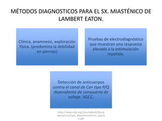 MÉTODOS DIAGNOSTICOS PARA EL SX. MIASTÉNICO DE
LAMBERT EATON.
Clínica, anamnesis, exploración
física. (predomina la debilidad
en piernas)
Pruebas de electrodiagnóstico
que muestran una respuesta
elevada a la estimulación
repetida.
Detección de anticuerpos
contra el canal de Ca+ tipo P/Q
dependiente de compuerta de
voltaje. VGCC.
https://www.mda.org/sites/default/files/p
ublications/Facts_MyastheniaGravis_Spanis
h.pdf
 