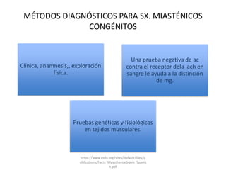 MÉTODOS DIAGNÓSTICOS PARA SX. MIASTÉNICOS
CONGÉNITOS
Una prueba negativa de ac
contra el receptor dela ach en
sangre le ayuda a la distinción
de mg.
Clínica, anamnesis,, exploración
física.
Pruebas genéticas y fisiológicas
en tejidos musculares.
https://www.mda.org/sites/default/files/p
ublications/Facts_MyastheniaGravis_Spanis
h.pdf
 