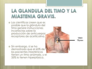  Los científicos creen que es 
posible que la glándula del 
timo genere instrucciones 
incorrectas sobre la 
producción de anticuerpos 
receptores de acetilcolina. 
 Sin embargo, sí se ha 
demostrado que el 65% de 
los pacientes miasténicos 
tienen un timo anómalo, y el 
35% lo tienen hiperplásico. 
 