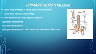 PRIMARY HOMOTHALLISM



These fungi are those in which spores are uninucleate.
The nucleus has only one genotype.
Some examples of such fungi are as follows:
Pyronema omphalodes
Puccinia malvacearum
Allomyces javanicus, etc. and many more members of Mucorales.
 