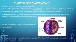 BLAKESLEE’S EXPERIMENT
•
•
•
•
•
Blakeslee proved the phenomenon of heterothallism.
He inoculated spores of two different strains of Mucor hiemalis on a petridish containing synthetic agar medium.
He observed that the zygospores were formed only along the zone of contact of two mycelia.
In another experiment, he did the same thing but here he inoculated only one strain and after some time he
observed that absolutely no zygospores were produced.
Fig: Mucor hiemalis (Zygospore formation indicating
Heterothallism)
Conclusion:
From these experiments he concluded that zygospores could be formed only when mycelia of two different strains
were allowed to come in contact.
 
