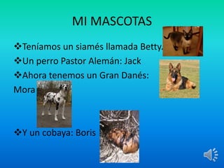 MI MASCOTAS
Teníamos un siamés llamada Betty.
Un perro Pastor Alemán: Jack
Ahora tenemos un Gran Danés:
Mora
Y un cobaya: Boris