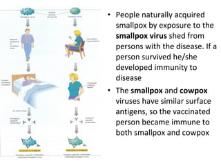 Smallpox Infection Process Immunity | PPS
