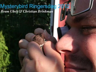Mysterybird Ringersdag 2012
 