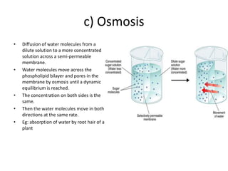 c) Osmosis
• Diffusion of water molecules from a
dilute solution to a more concentrated
solution across a semi-permeable
membrane.
• Water molecules move across the
phospholipid bilayer and pores in the
membrane by osmosis until a dynamic
equilibrium is reached.
• The concentration on both sides is the
same.
• Then the water molecules move in both
directions at the same rate.
• Eg: absorption of water by root hair of a
plant
 