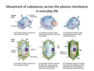 Movement of substances across the plasma membrane
in everyday life
 