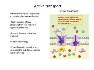 • The movement of substances
across the plasma membrane
• From a region of low
concentration to a region of
high concentration
• Against the concentration
gradient
• It requires energy
• It needs carrier proteins to
transport the substances across
the membrane
Active transport
 