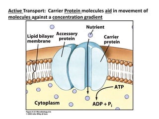 Active Transport: Carrier Protein molecules aid in movement of
molecules against a concentration gradient
 