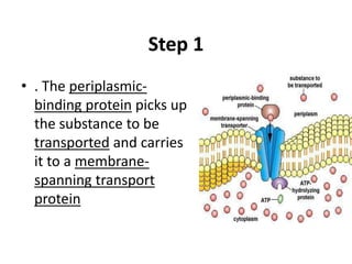 Step 1
• . The periplasmic-
binding protein picks up
the substance to be
transported and carries
it to a membrane-
spanning transport
protein
 