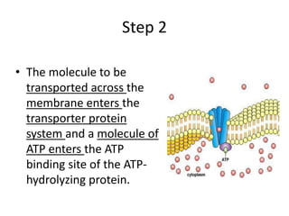 Step 2
• The molecule to be
transported across the
membrane enters the
transporter protein
system and a molecule of
ATP enters the ATP
binding site of the ATP-
hydrolyzing protein.
 