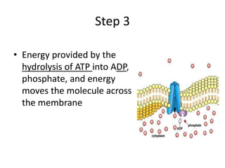 Step 3
• Energy provided by the
hydrolysis of ATP into ADP,
phosphate, and energy
moves the molecule across
the membrane
 