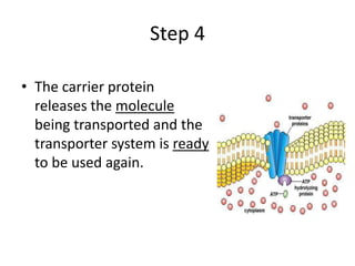 Step 4
• The carrier protein
releases the molecule
being transported and the
transporter system is ready
to be used again.
 