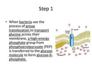 Step 1
• When bacteria use the
process of group
translocation to transport
glucose across their
membrane, a high-energy
phosphate group from
phosphoenolpyruvate (PEP)
is transferred to the glucose
molecule to form glucose-6-
phosphate.
 